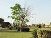 A pair of Birds in Aisha Park, Sheikhupura