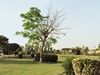 A pair of Birds in Aisha Park, Sheikhupura