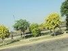 Trees along Motorway, Sheikhupura