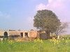 Rural life in Sheikhupura