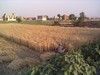 Wheat Harvesting in Sheikhupura