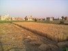 Wheat Harvesting in Sheikhupura