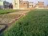 Crops maintenance in Sheikhupura